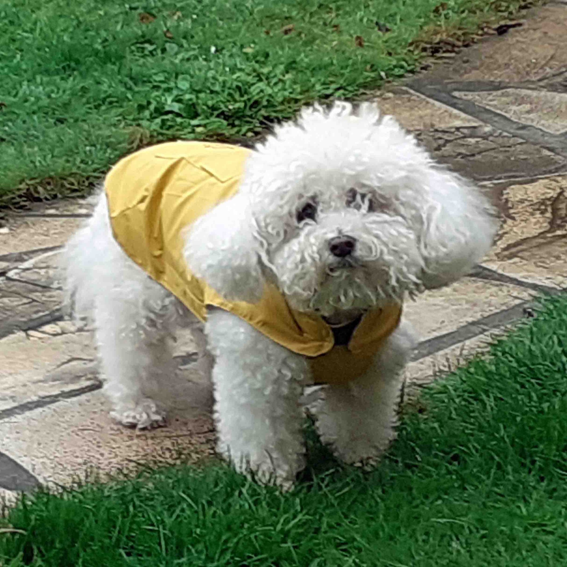 Désiré bichon frisé