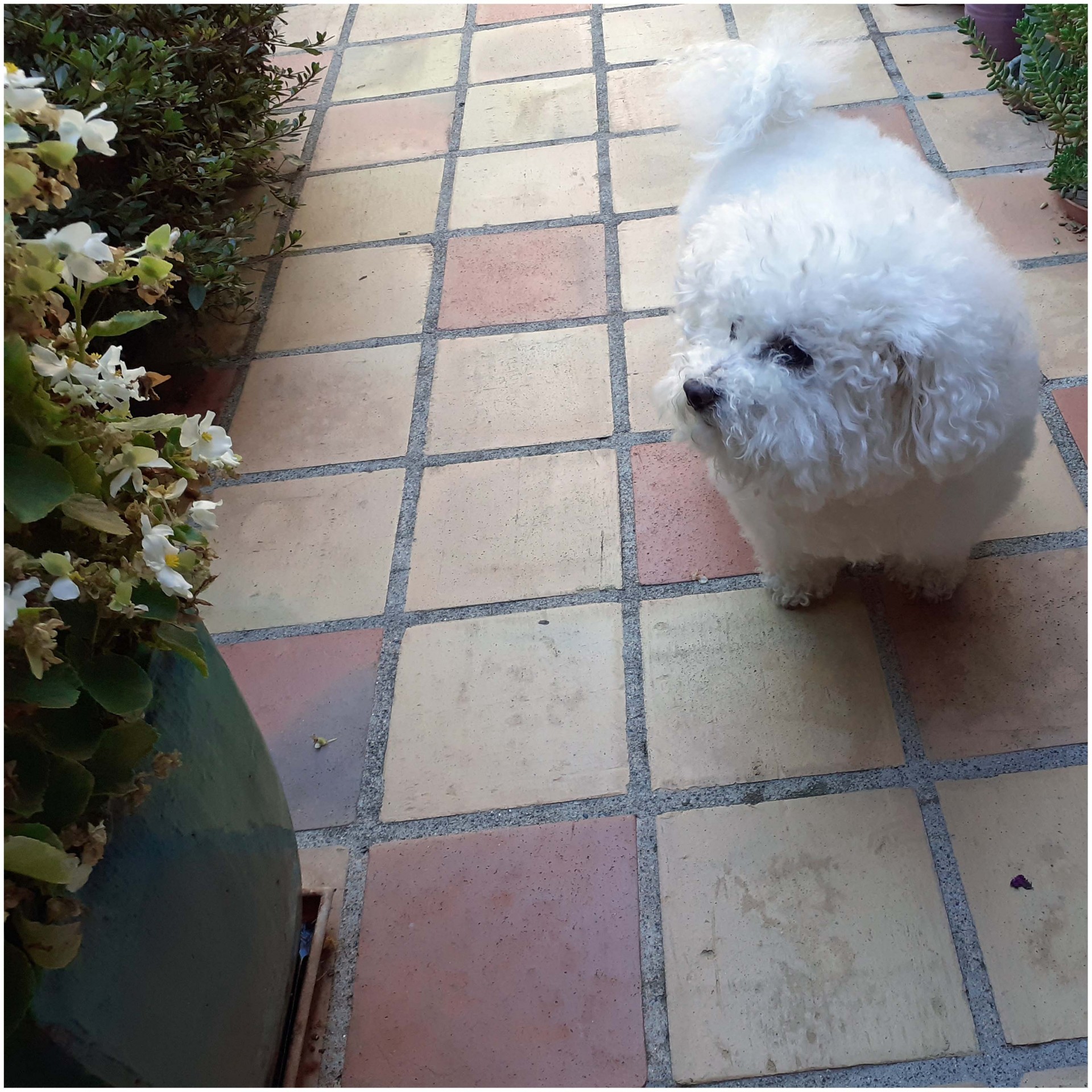 Desire bichon frise 1 
