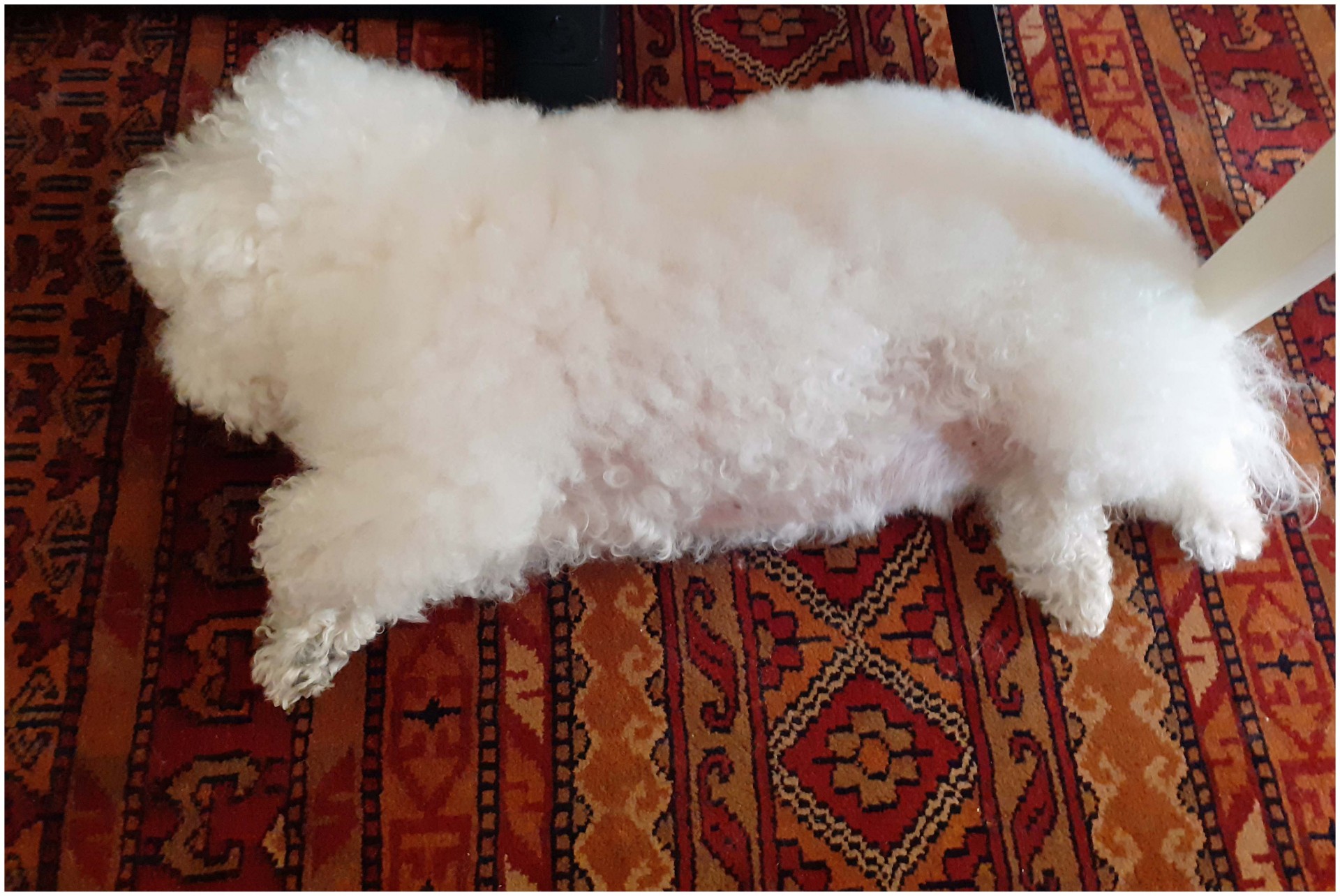 Desire bichon frise 10 