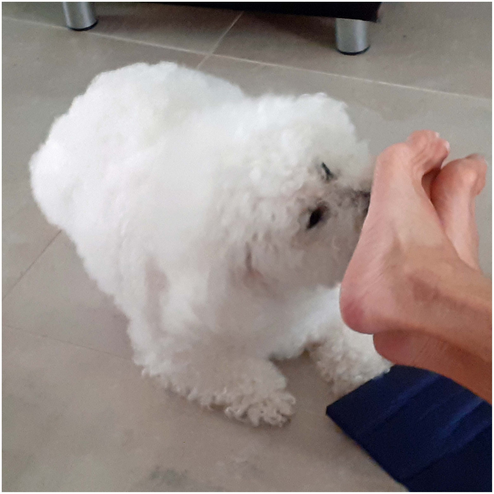 Desire bichon frise 11 