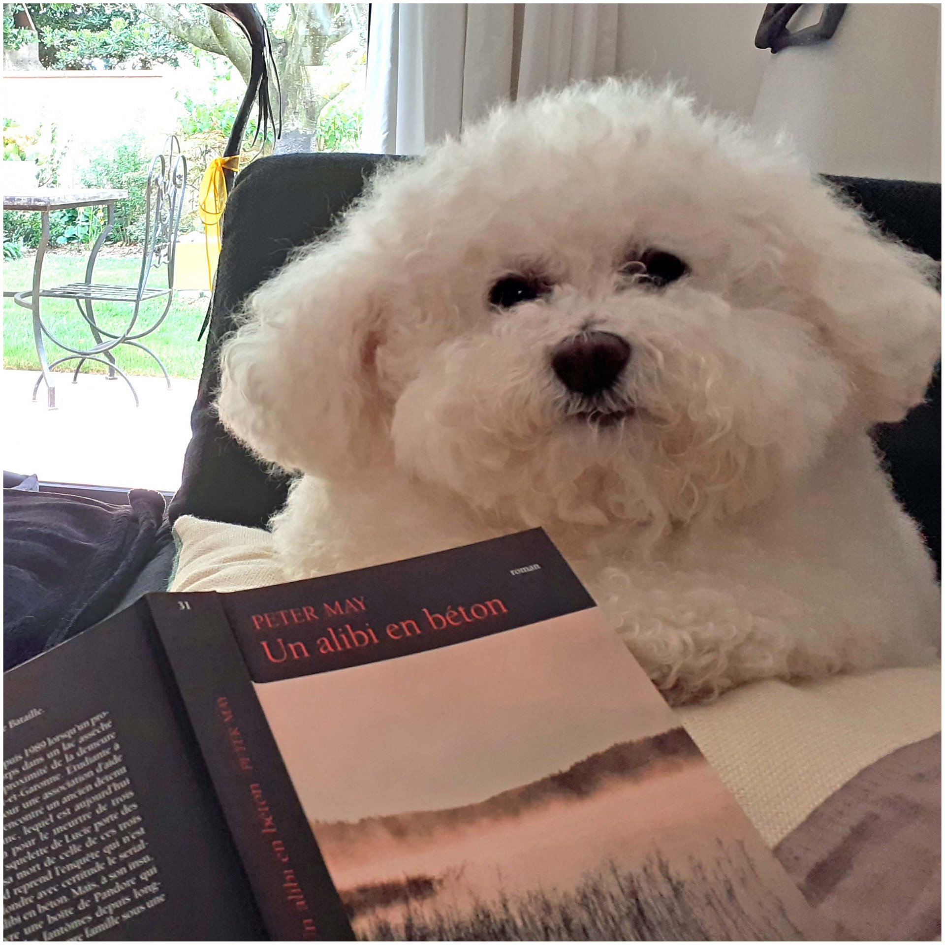 Desire bichon frise 12 