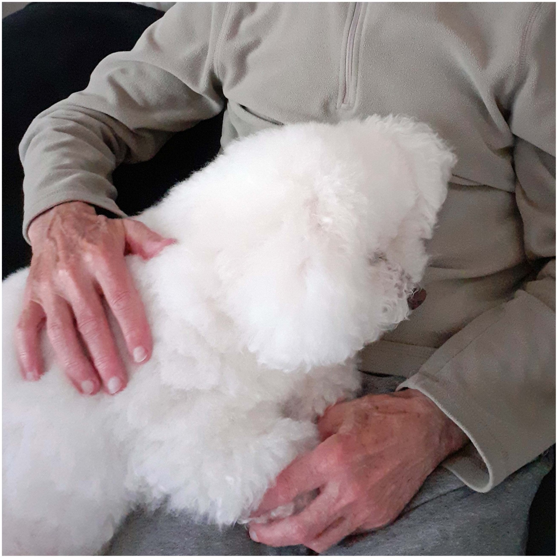 Desire bichon frise 2 