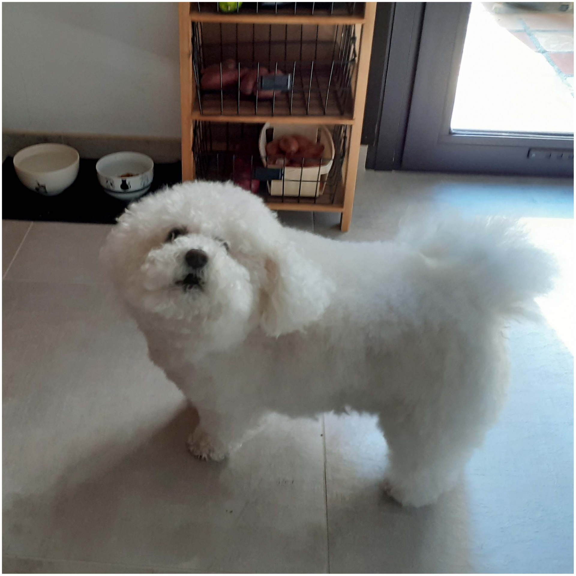 Desire bichon frise 3 