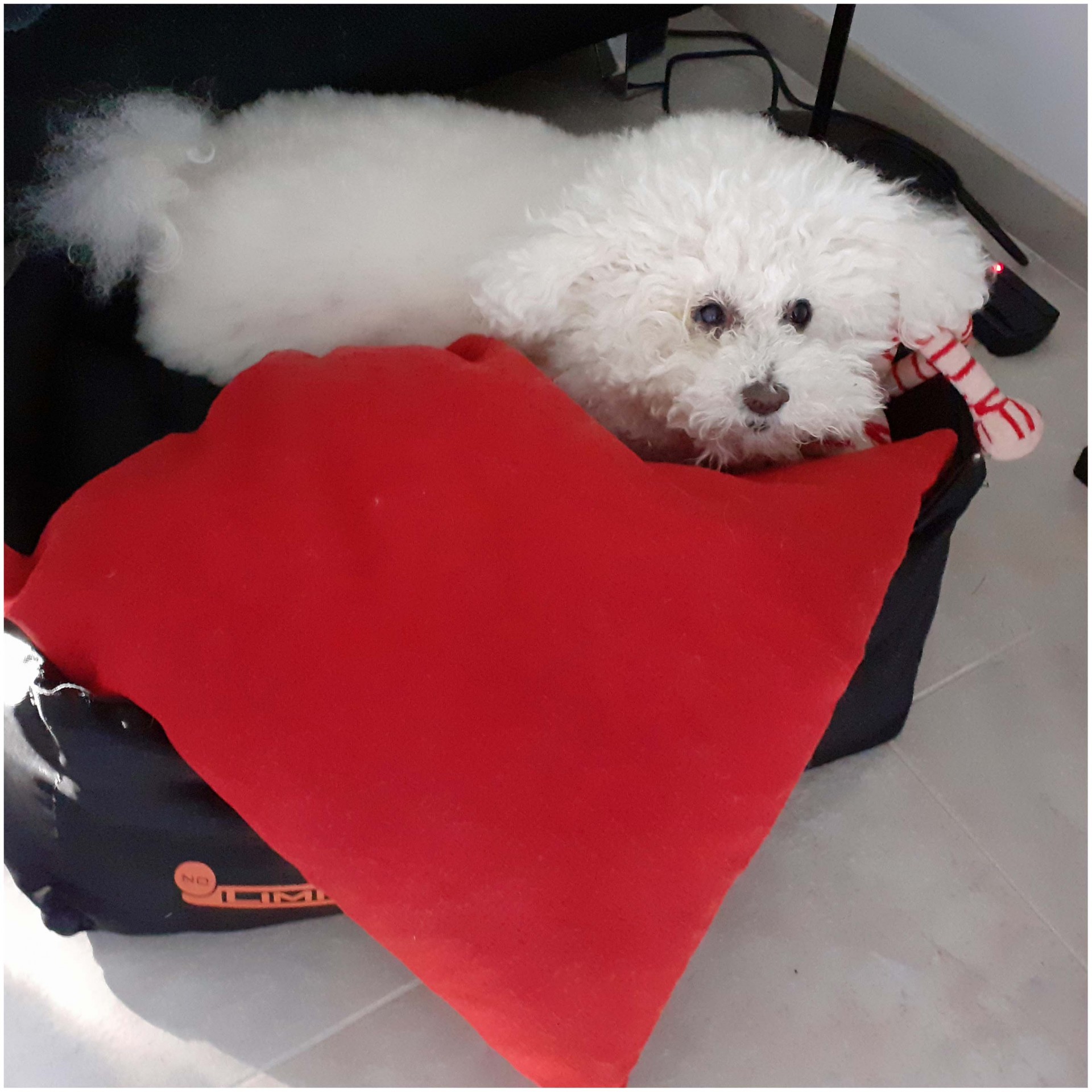 Desire bichon frise 4 