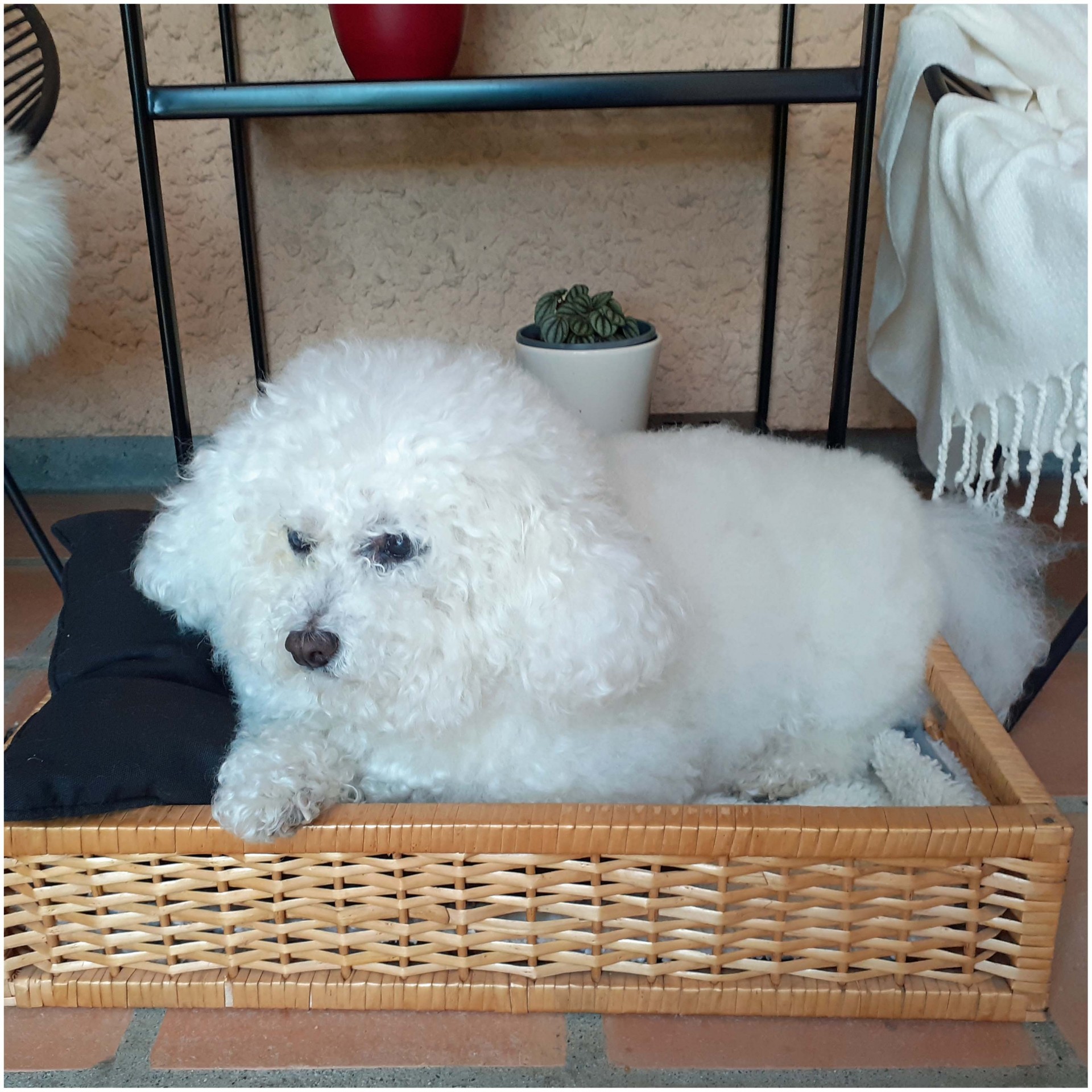 Desire bichon frise 5 