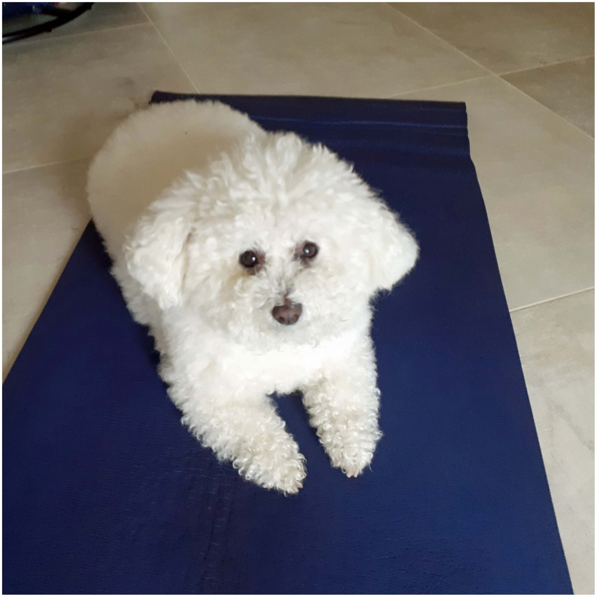 Desire bichon frise 6 