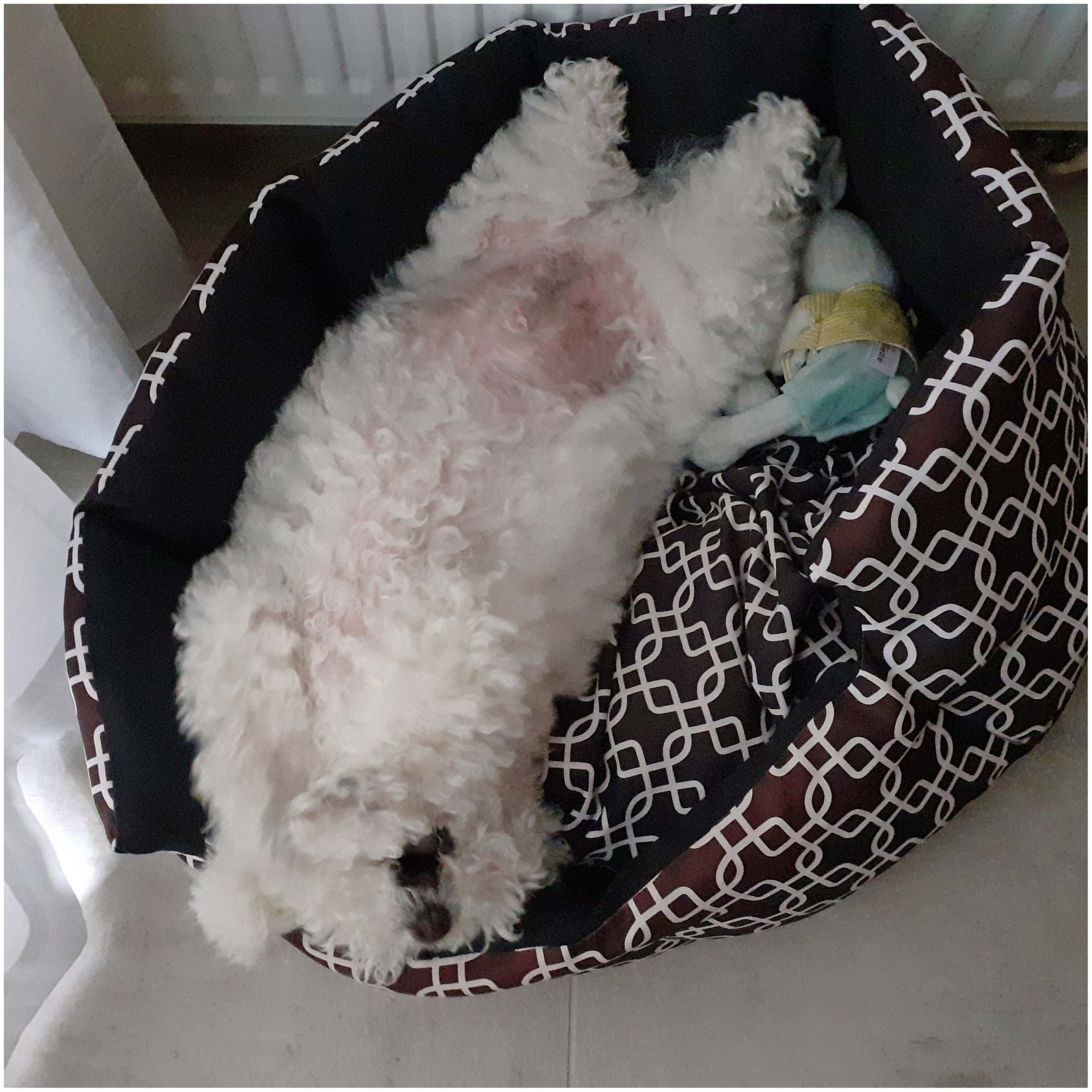 Desire bichon frise 7 