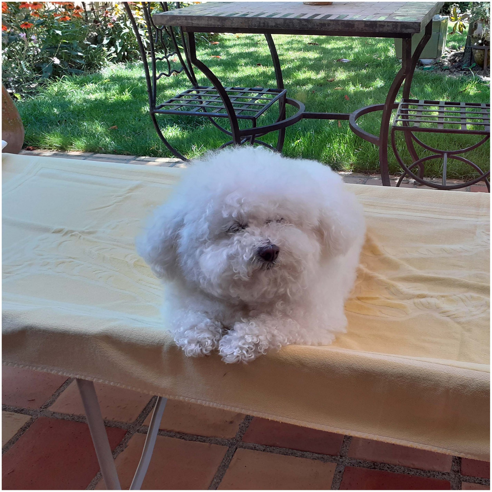 Desire bichon frise 9 
