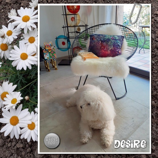 Desire bichon frise realisation du 12 10 23