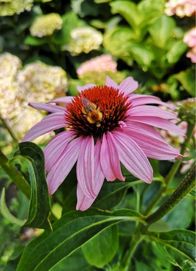 Echinacea rose et abeille