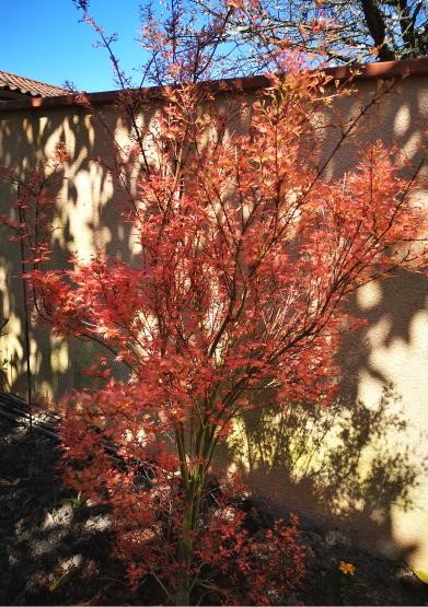 acer palmatum pink dwarf realisation du 02 03 21