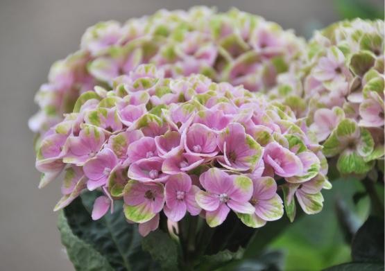 Hortensia magical koral pink