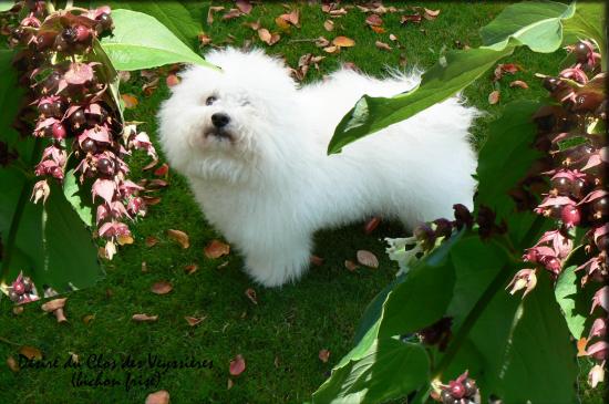 Désiré du Clos des Veyssières (bichon frisé)