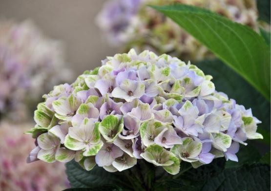 hortensia Magical amethyst blue