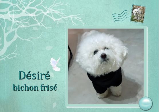 Désiré bichon frisé